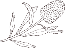 Banksia Banksia