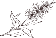 Bottlebrush Bottlebrush